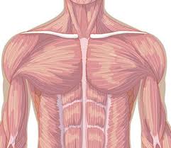 الجهاز العضلي Muscular System