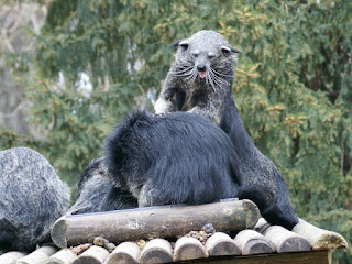 Binturong - Benturong - Chat-ours - Arctictis binturong