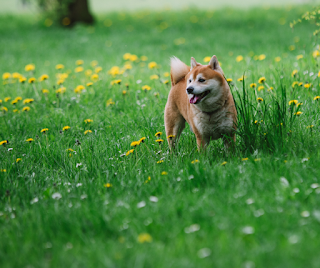 Tan and white Shiba Inu dog on long grass with dandelions