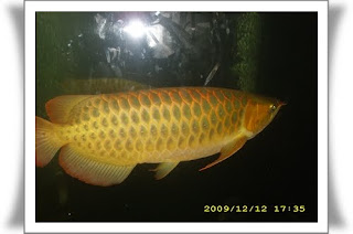 Arowana