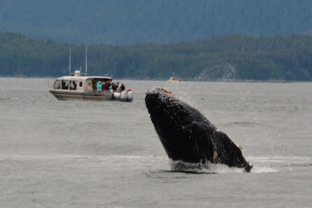 Juneau Whale watching