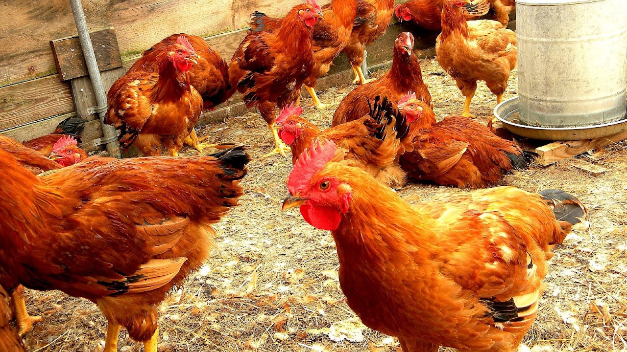 Cheap Chicks Poultry Farm