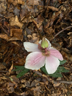 Christmas rose - Helleborous niger.