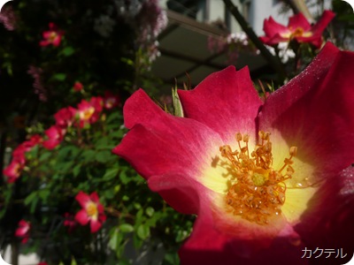 P1080167