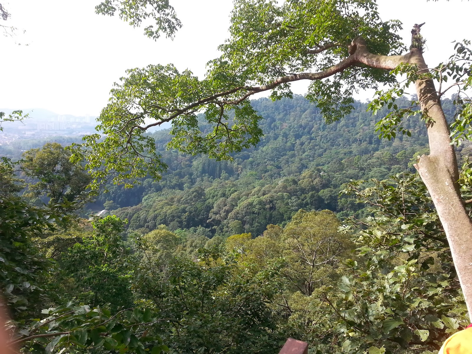 permandangan dari canopy walk