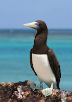 Brown Booby adult, French  Frigate Shoals - Apr. 26, 2010, photo by Duncan Wright 