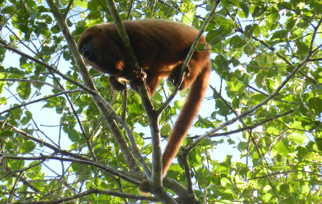 Bugio-marrom-do-norte é um dos macacos mais criticamente ameaçados do mundo