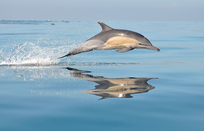 Excursiones con pesca turismo para avistar el delfín común