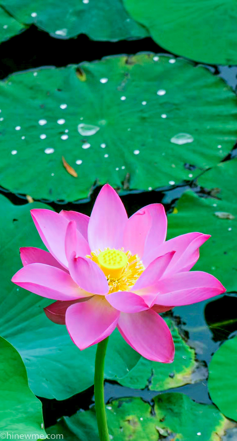 26+ Lotus flower photograph, and 6 tips