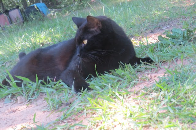 Mancat Monday