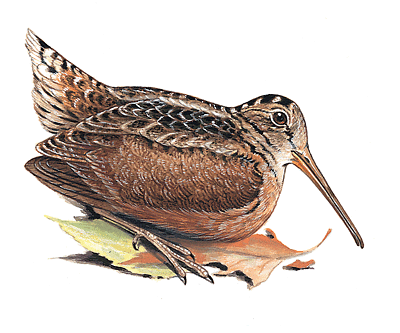  woodcock