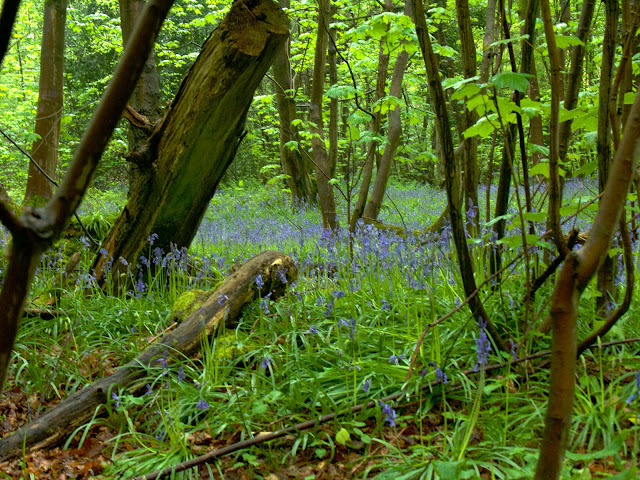 bluebells