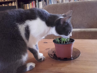 cat eating grass