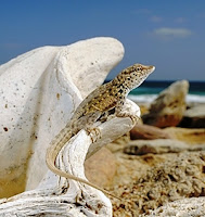 Socotra Lizard