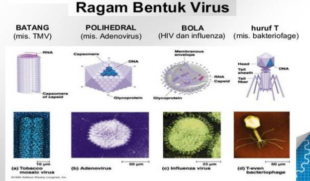  replikasi dan peran virus dalam kehidupan STRUKTUR, REPLIKASI DAN PERAN VIRUS DALAM KEHIDUPAN