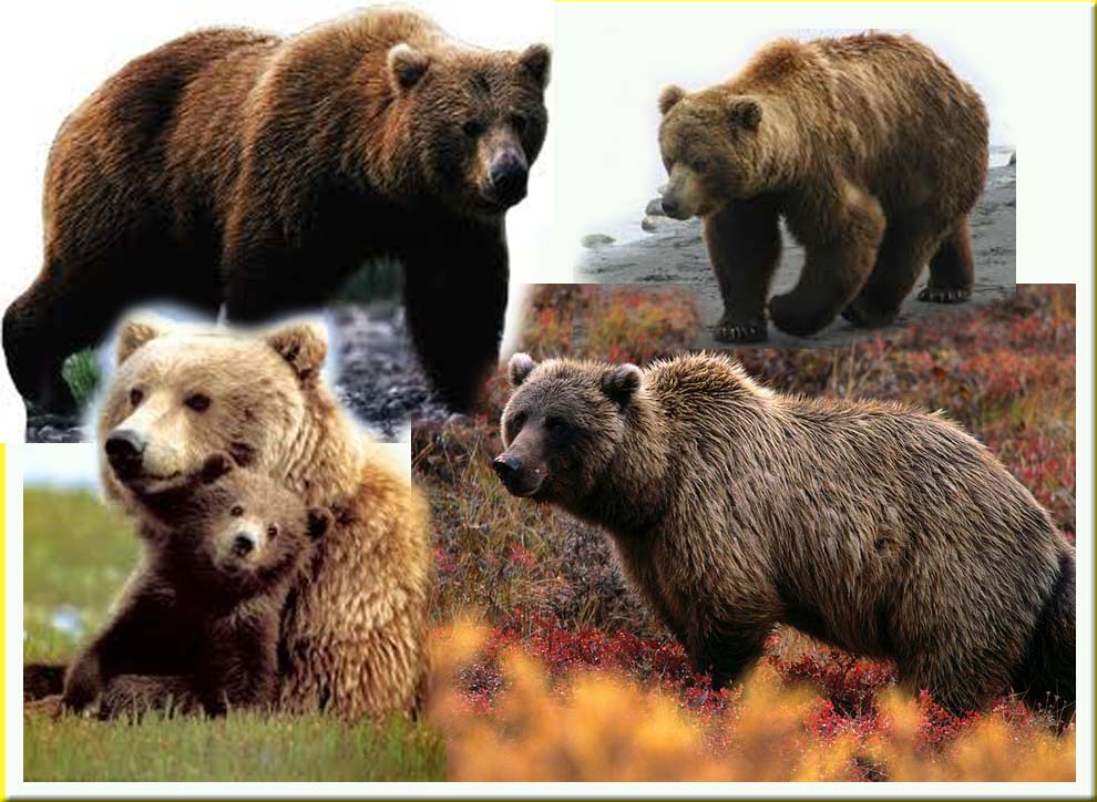 Beruang Grizzly Info dan Contoh  Gambar Beruang Gambar Hidup