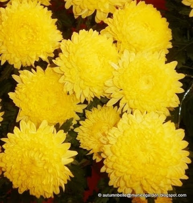 chrysanthemums chrysanthemums symbolise perfection optimism and joy 