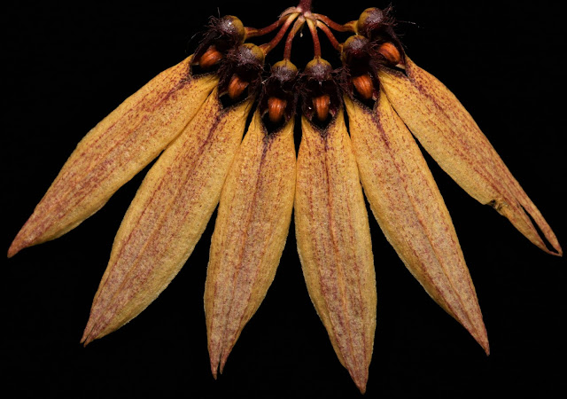 Bulbophyllum tseanum