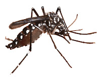 ciri - ciri nyamuk Aedes Aegypti