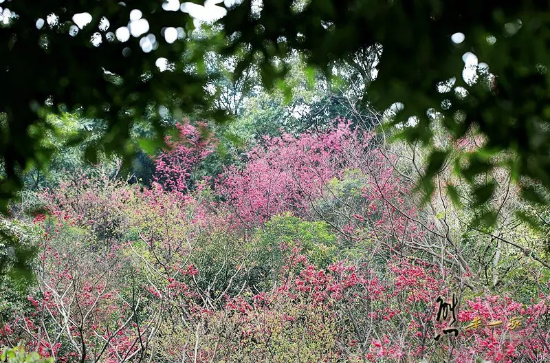 [三峽私房賞櫻景點] 天上人間建安131櫻花園~三峽安坑里獅子頭山櫻花