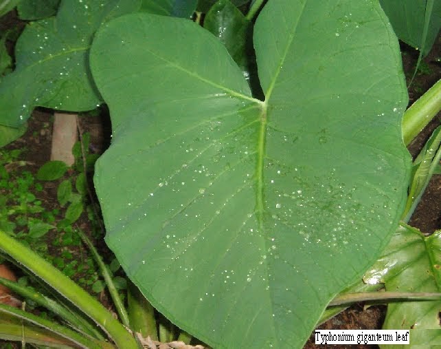 KELADI TIKUS UBAT KANSER: Info