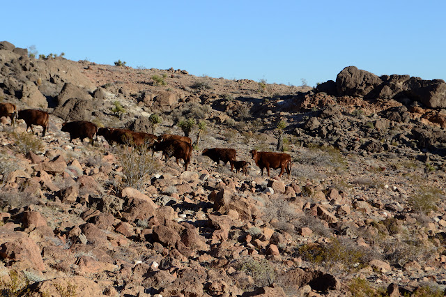 cattle moving off