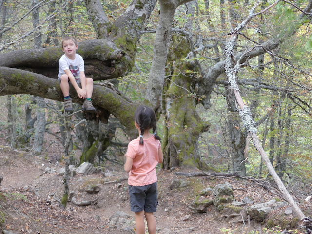 Niños subidos a un árbol en un bosque con musgo