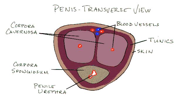 https://blogger.googleusercontent.com/img/b/R29vZ2xl/AVvXsEj-raaqZbobw3LgSTK9UFLwsEsFh2lJvJ1De4HeVKNbuJgmhbygJ1LklvI3eLpdd5e_UbPnUhghPOevtm_6a_aQAiiiKYLYZNZrak9gW8Et9-zrrd5f811qduBe5Qt4zPtxnuGpbRhDdZc/s1600/penistransverse.jpg