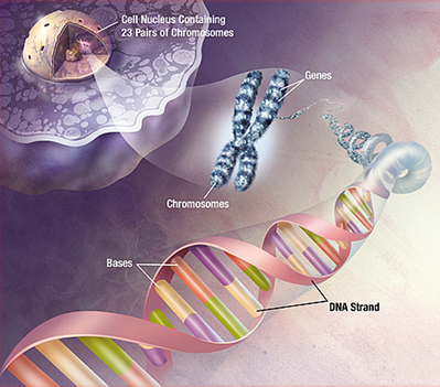 DNA in Plants