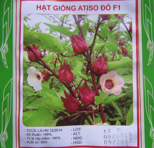 Hạt giống atiso đỏ, bụp giấm