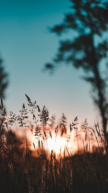 Nature, Sunset, Grass, Evening