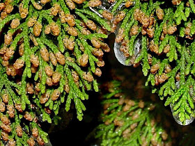 trees of the world cedro de montaña Juniperus ashei