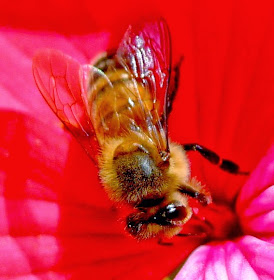 Beekeeping, URI Master Gardener