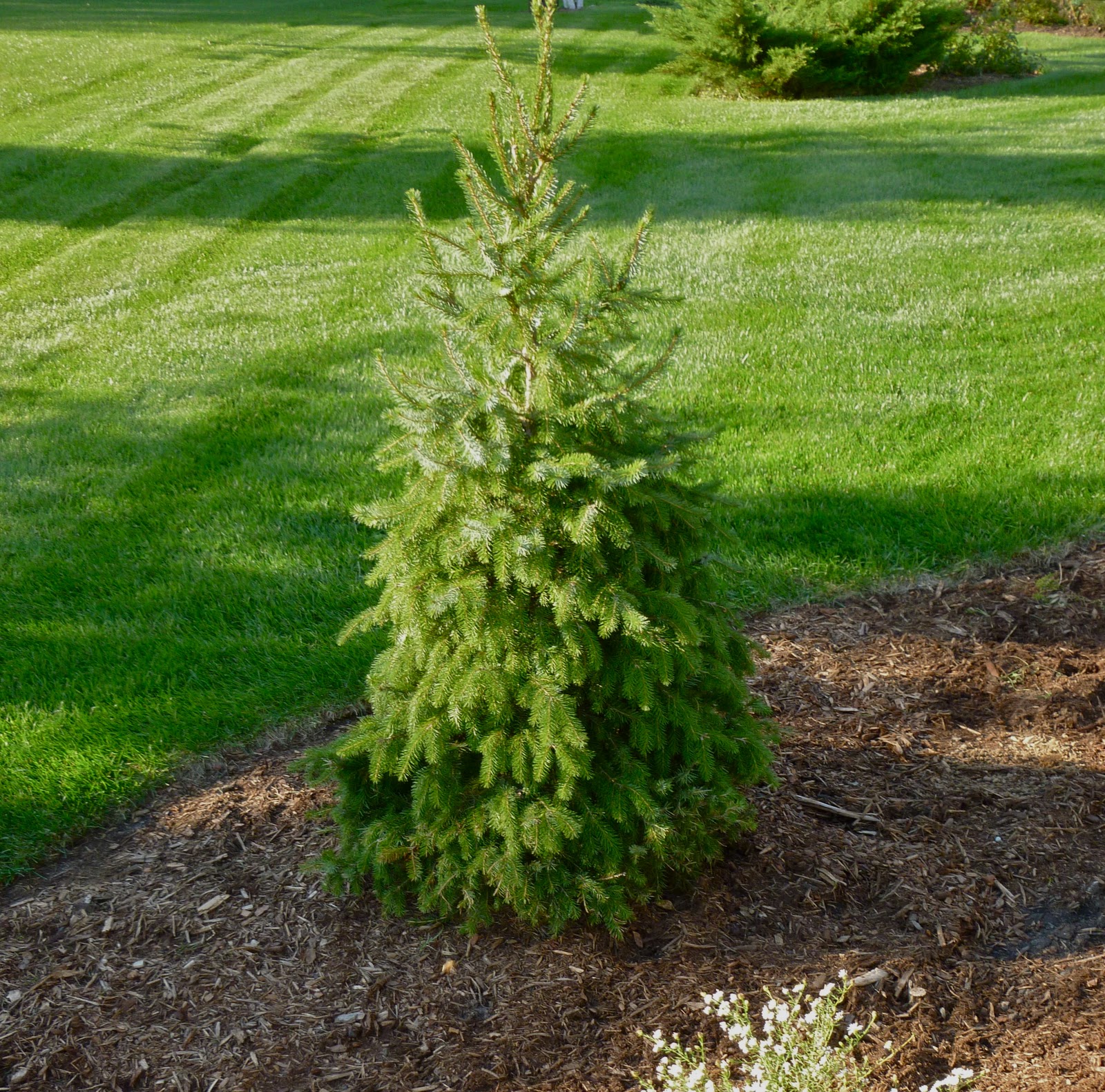 Plant Inventory at 20 Timothy : Picea / Serbian Spruce