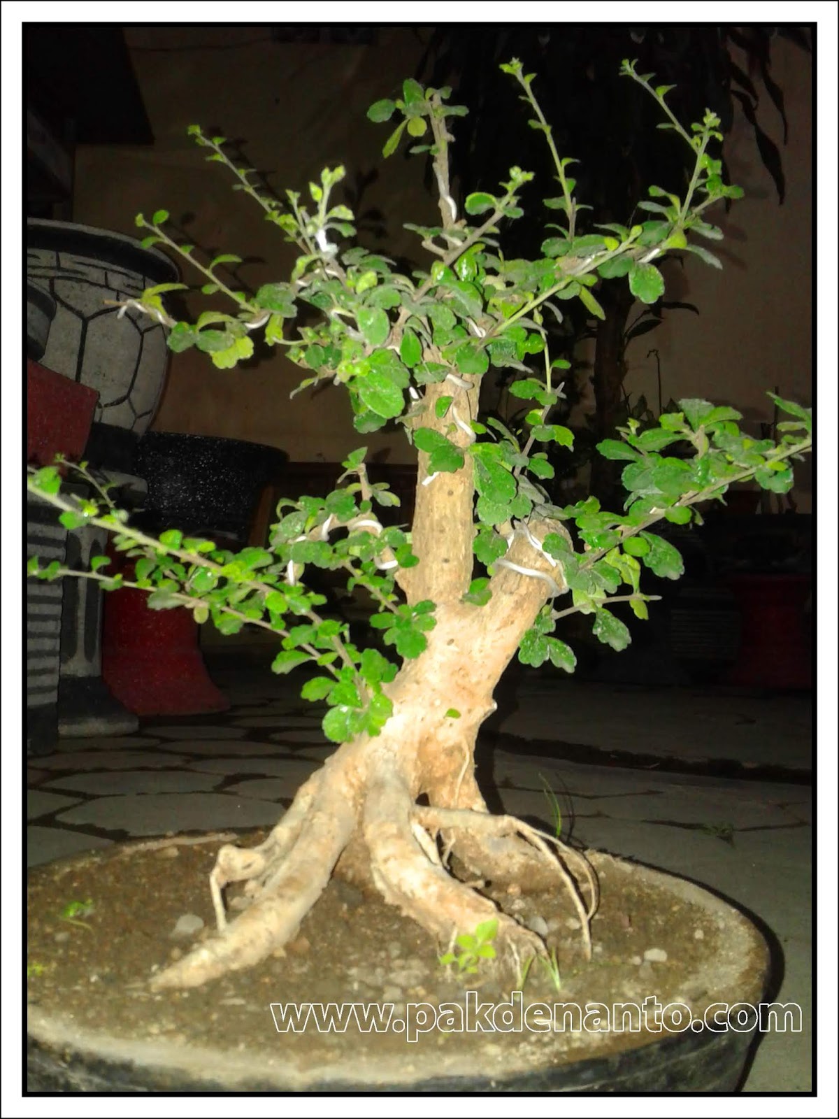 Jual bonsai  jogja PAKDE NANTO