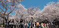 [写真] 靖国神社と靖国通りの桜