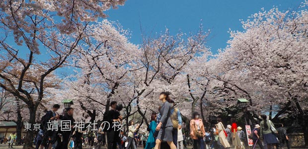 靖国神社と靖国通り沿いの桜