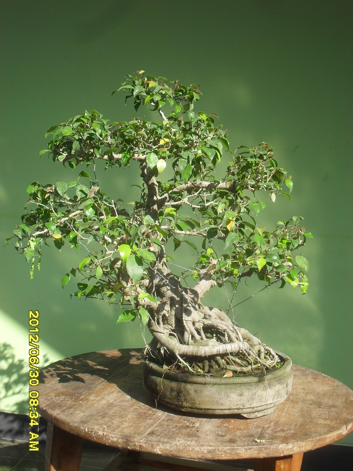 Kumpulan Artikel Tentang Bonsai  kumpulan gambar bonsai 