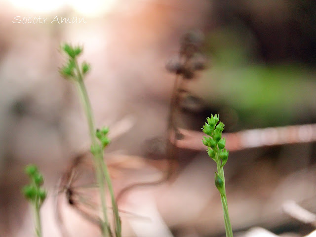 Pyrola japonica