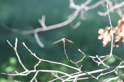 dragonfly perched on bare oak twig