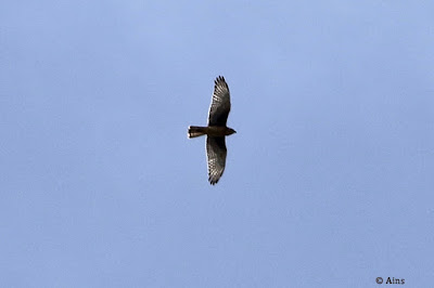 White-eyed Buzzard  Butastur teesa