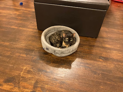 A small tortoiseshell cat is lying down in a grey cat bed on the floor next to a bench