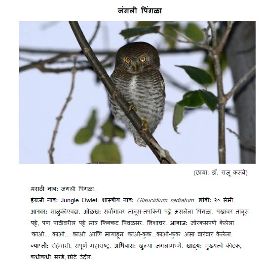 jungle owl jangalee pingala ghubad bird information in marathi