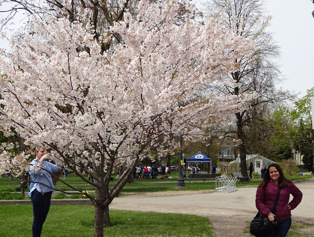 Onde e quando ver as cerejeiras florindo em Toronto?