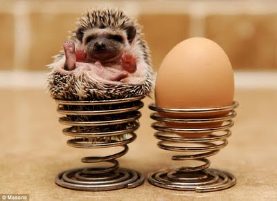 just a hedgehog in an egg cup