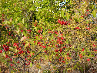 berries