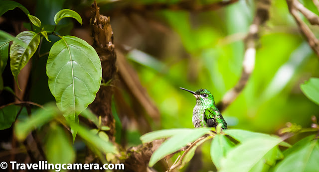 However, we digress. Neither the bee hummingbird, nor the giant hummingbird is found in Costa Rica. However, Costa Rica is home to over 50 different species of Hummingbirds, and we were fortunate enough to see about 15 of them. We saw hummingbirds around Irazu Volcano near San Jose, in Monteverde, and at Papa Gayo peninsula.