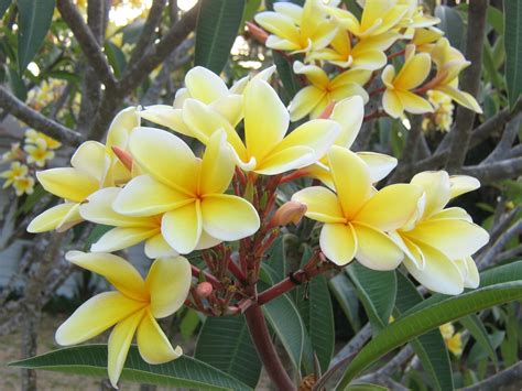 Yellow Plumeria Flowers