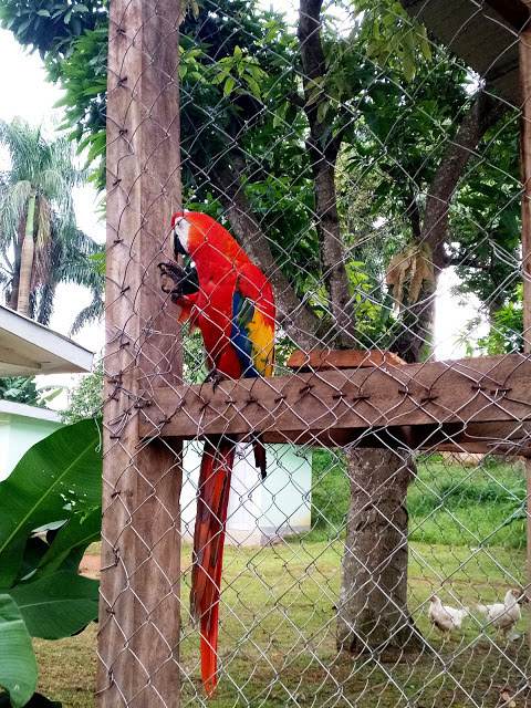 Rio, Weekend Tourism | Visit to the Mvog-Betsi Zoo Yaoundé