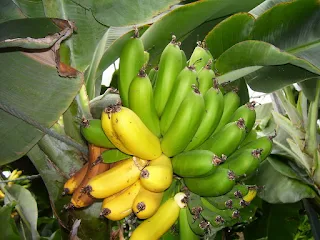 Banana facts wikipedia